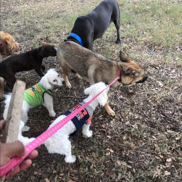 ""OUR RESCUES DOGS " - Picture 3 of 13